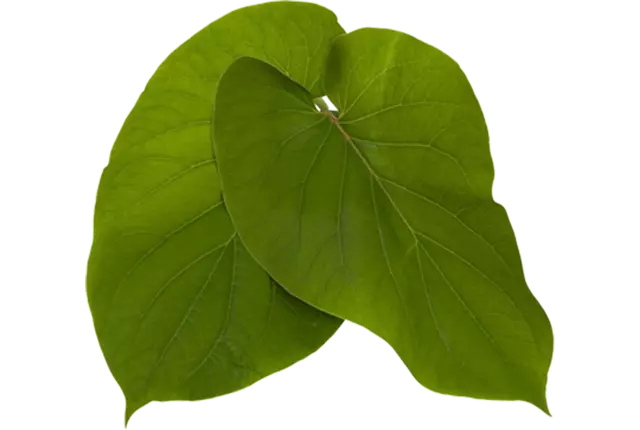 Hoya santa 3st kist 4 stuks